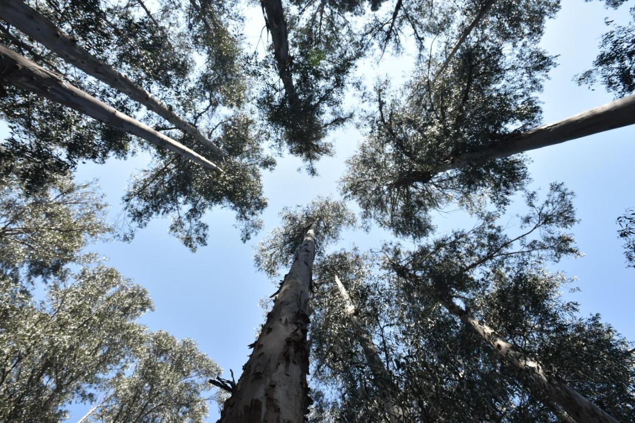 Hotel Bosque De Renaca Βίνα Ντελ Μαρ Εξωτερικό φωτογραφία